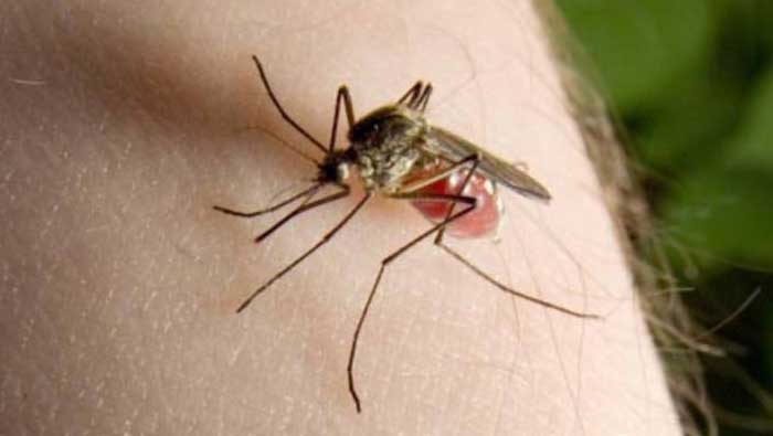 Groznica Zapadnog Nila