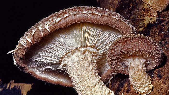 Shiitake