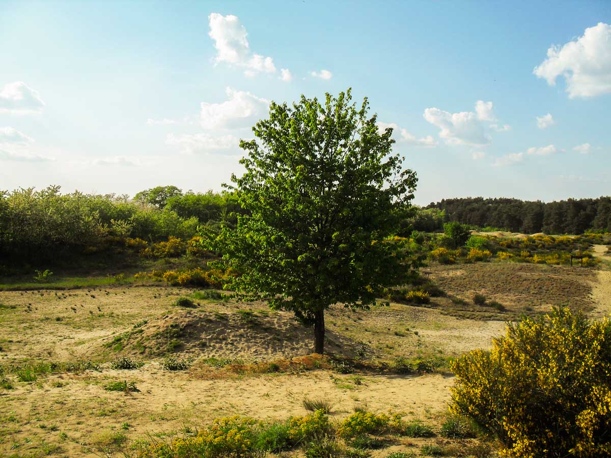 Đurđevac