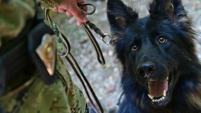 Završen tečaj za vodiče službenih pasa čuvarske namjene u Pukovniji vojne policije