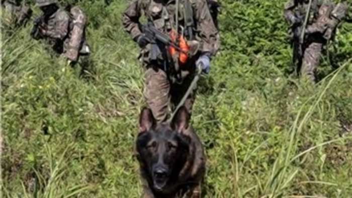 Britansko odličje za psa francuskih specijalaca