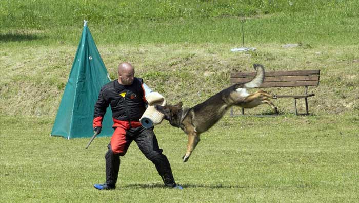 Krešimir Ivošević