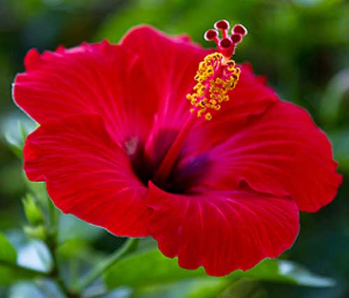 Ljekovito bilje - Hibiskus
