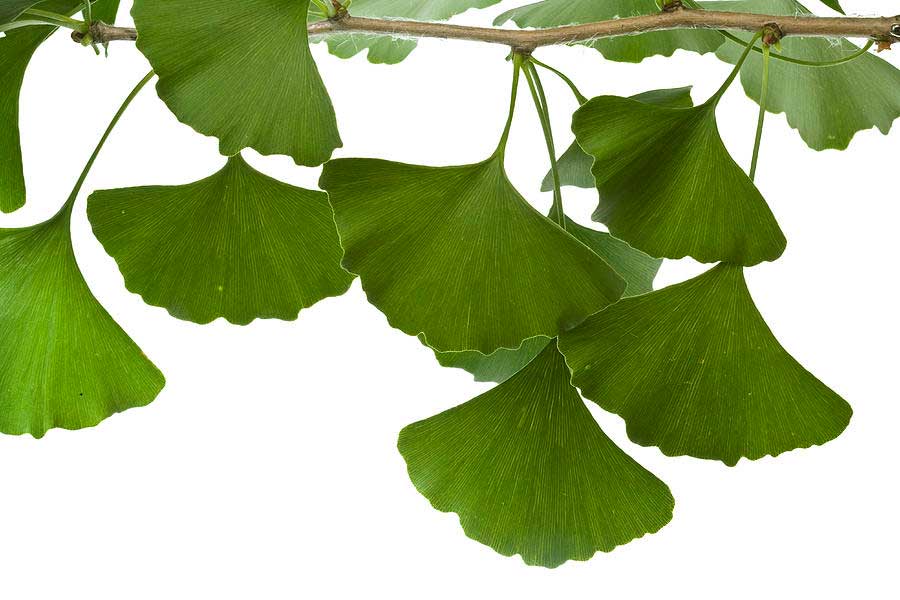 Ljekovito bilje - Ginko