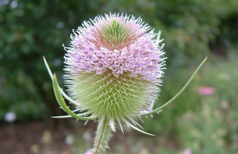 Ljeovito bilje - veliki čičak ili če&scaron;ljugovina