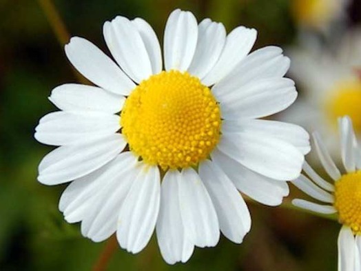 Ljekovito bilje - kamilica