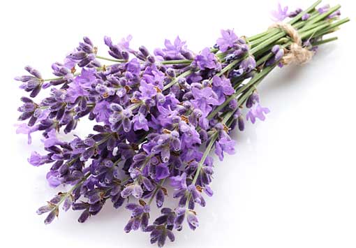 Ljekovito bilje - lavanda