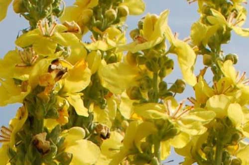 Ljekovito bilje - Divizma