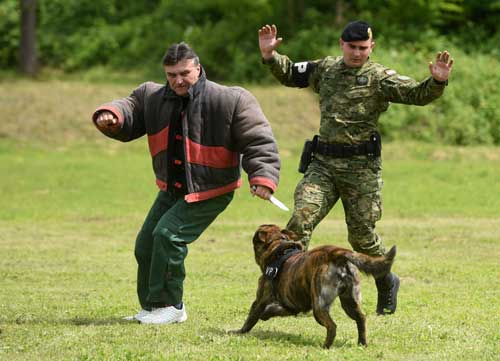 Satnija za obuku pasa