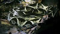 Otrovom brazilske zmije u borbu protiv covida-19? | Domoljubni portal CM | Zdravlje